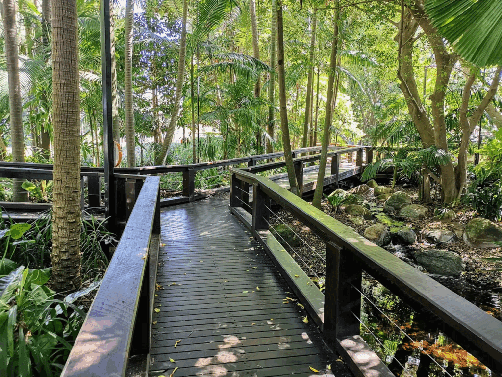 Brisbane Rainforest Walk
